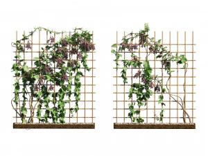 2 Grapevine low and med poly 3D Model