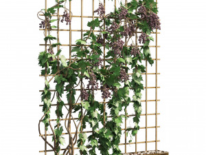 2 Grapevine low and med poly Model 3D