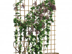 2 Grapevine low and med poly 3D Model