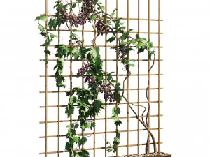2 Grapevine low and med poly 3D Model