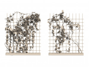 2 Grapevine low and med poly Model 3D