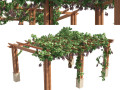 2 Grapevine low and med poly 3D 모델