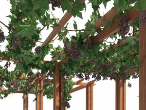 2 Grapevine low and med poly 3D Model