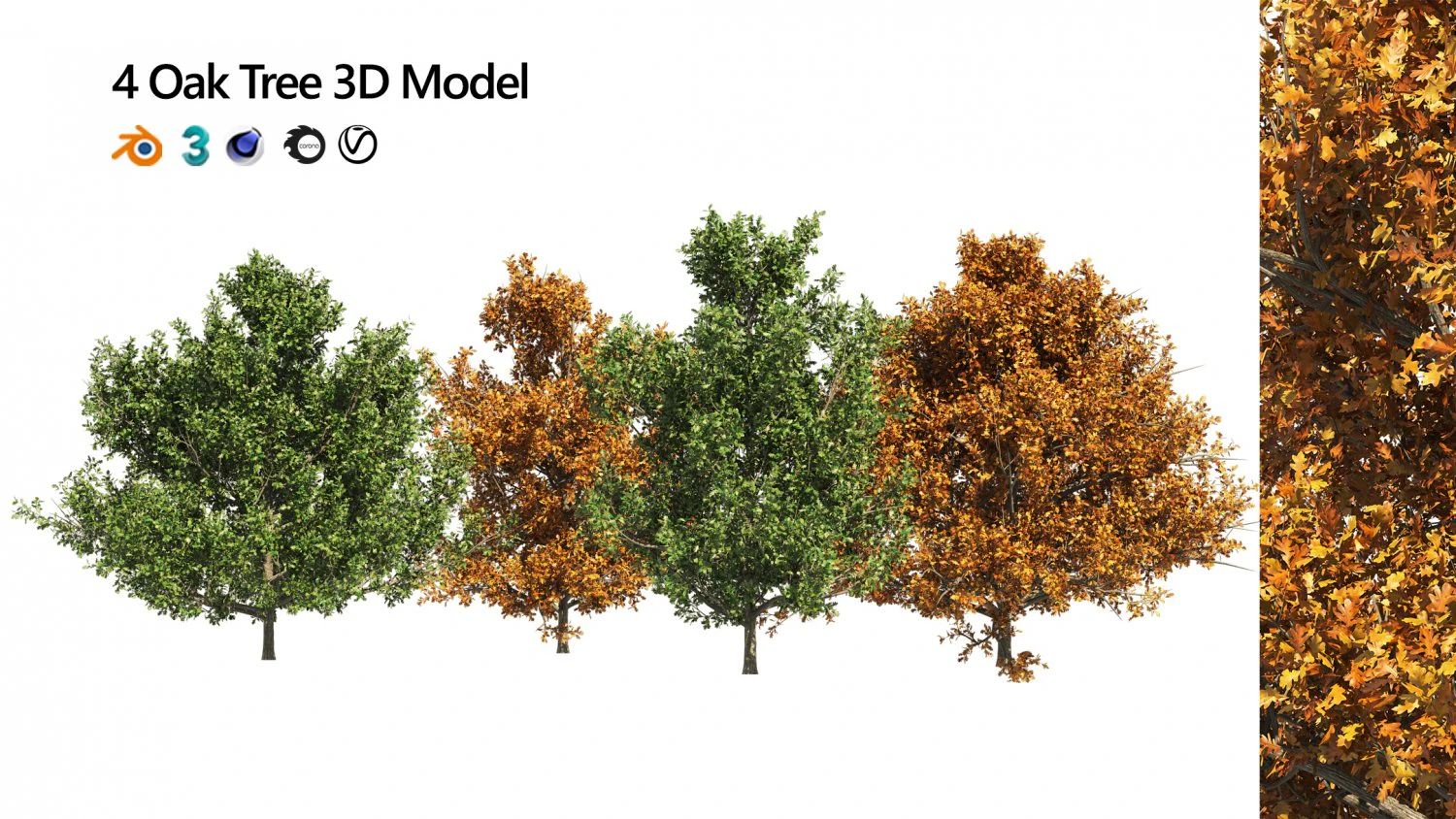 4 summer and fall Oak tree 3D Model .c4d .max .obj .3ds .fbx .stl .blend 