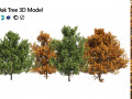 4 summer and fall Oak tree 3D Models