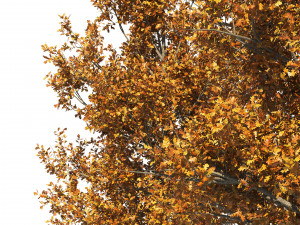 4 summer and fall Oak tree Modèle 3D