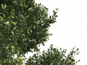 4 summer and fall Oak tree Modèle 3D