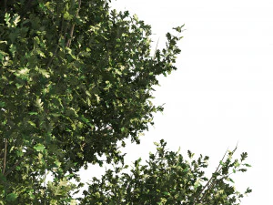 4 summer and fall Oak tree 3D Model