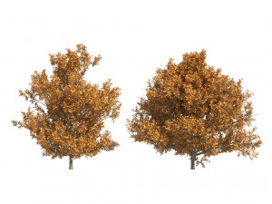 4 summer and fall Oak tree Modèle 3D