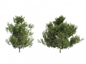 4 summer and fall Oak tree Modèle 3D