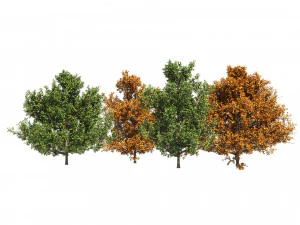 4 summer and fall Oak tree 3D Model