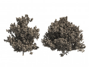 4 summer and fall Oak tree Modèle 3D