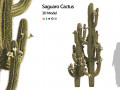 Saguaro Cactus of Arizona 3D Models