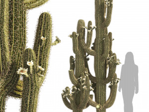 Saguaro Cactus of Arizona 3D मॉडल