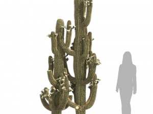 Saguaro Cactus of Arizona 3D मॉडल