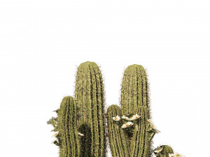 Saguaro Cactus of Arizona 3D मॉडल