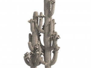Saguaro Cactus of Arizona 3D मॉडल