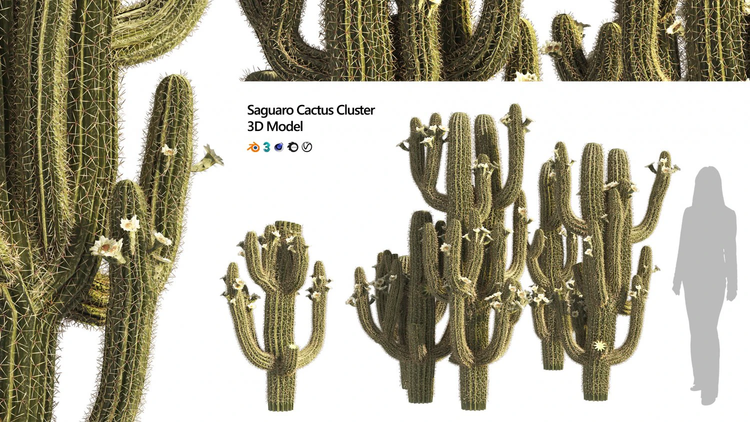 Saguaro Cactus Cluster of Arizona 3D Model .c4d .max .obj .3ds .fbx .stl .blend 