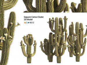 Saguaro Cactus Cluster of Arizona 3D Models
