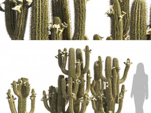 Saguaro Cactus Cluster of Arizona 3D Model