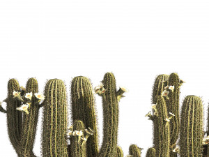Saguaro Cactus Cluster of Arizona 3Dモデル