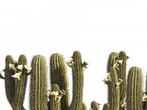 Saguaro Cactus Cluster of Arizona 3D Model