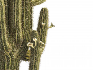 Saguaro Cactus Cluster of Arizona 3Dモデル