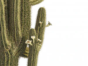 Saguaro Cactus Cluster of Arizona 3D Model