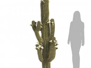 Saguaro Cactus Cluster of Arizona 3D Model