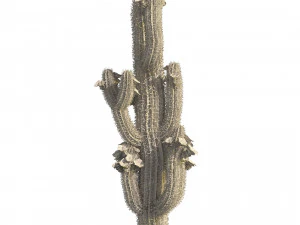 Saguaro Cactus Cluster of Arizona 3D Model