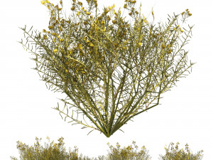 Snakeweeds Porter weeds cluster Model 3D