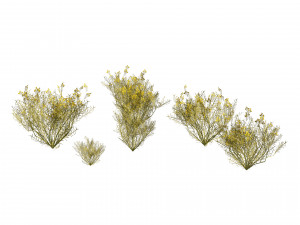 Snakeweeds Porter weeds cluster Model 3D