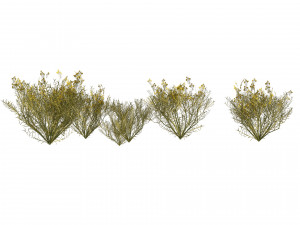 Snakeweeds Porter weeds cluster Model 3D