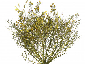 Snakeweeds Porter weeds cluster Model 3D