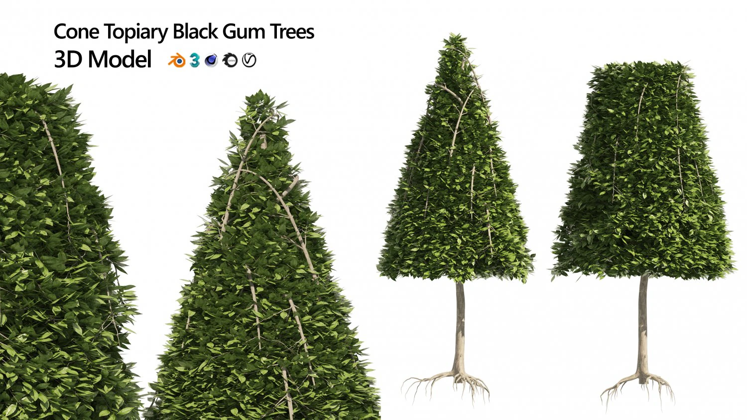 2 Cone topiary tree shape black gum tree 3D Model .c4d .max .obj .3ds .fbx .stl .blend 