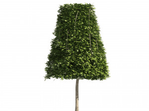 2 Cone topiary tree shape black gum tree 3D Модель