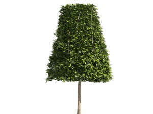 2 Cone topiary tree shape black gum tree 3D Model