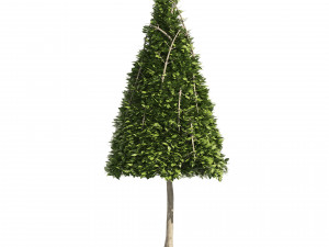 2 Cone topiary tree shape black gum tree 3D Модель