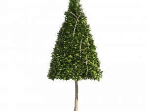 2 Cone topiary tree shape black gum tree 3D Model