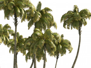 Coconut tree beach 3Dモデル