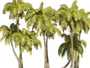 Coconut tree beach 3Dモデル