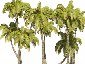 Coconut tree beach 3D Model