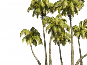 Coconut tree beach 3D Model