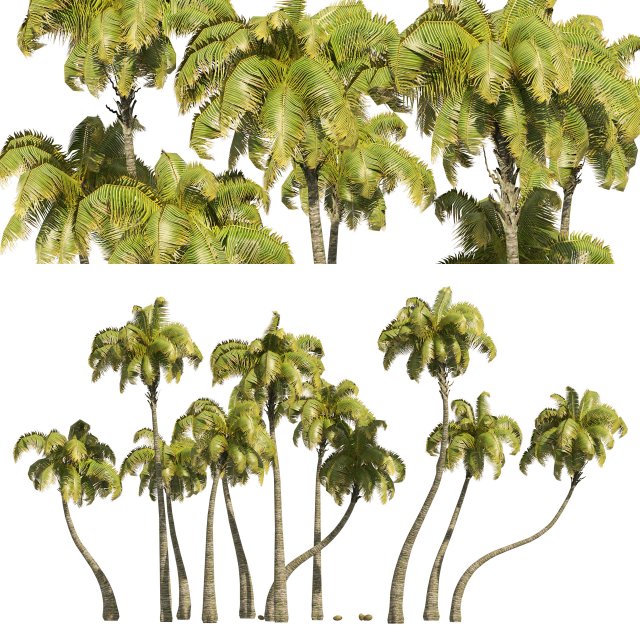 Coconut tree beach 3Dモデル .c4d .max .obj .3ds .fbx .stl .blend 