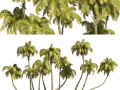 Coconut tree beach 3D Модель