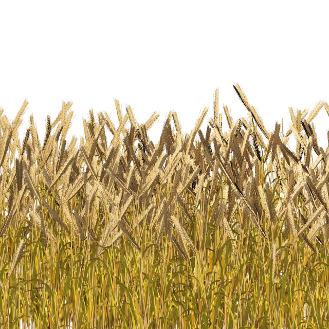 Golden wheat field 3D 模型 .c4d .max .obj .3ds .fbx .stl .blend