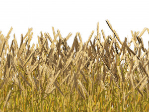 Golden wheat field 3D Model