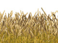 Golden wheat field Modello 3D