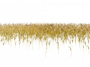 Golden wheat field 3D 模型
