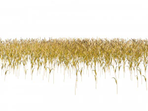Golden wheat field 3D Model